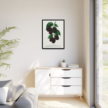 Lucretia Dewberry lithograph. Digitally enhanced from our own original 1900 edition plates of Botanical Specimen published by Rochester Lithographing