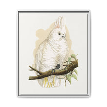 Goffin's Cockatoo (Cacatua goffiniana) colored wood-engraved plate by Alexander Francis Lydon. - NOMADEN ART GALLERY
