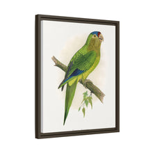Petz's Conure (Aratinga canicularis) colored wood-engraved plate by Alexander Francis Lydon