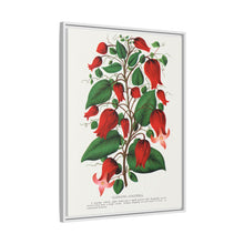 Prunus Triloba flower lithograph. Digitally enhanced from our own original 1900 edition plates of Botanical Specimen published by Rochester Lithographing