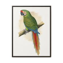Military Macaw (Ara militaris) colored wood-engraved plate by Alexander Francis Lydon - NOMADEN ART GALLERY