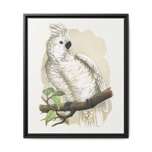 Great White-Crested Cockatoo (Cacatua alba) colored wood-engraved plate by Alexander Francis Lydon - NOMADEN ART GALLERY