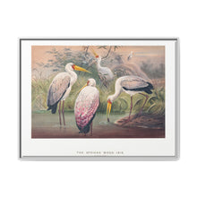 The African Wood Ibis from Zoological sketches (1861-1867) by Joseph Wolf and Philip Lutley Sclater - NOMADEN ART GALLERY