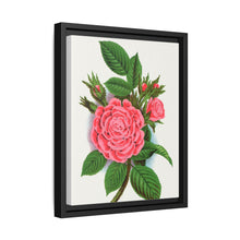 Pink rose, Salet Moss lithograph. Digitally enhanced from our own original 1900 edition plates of Botanical Specimen published by Rochester Lithographing - NOMADEN ART GALLERY