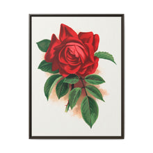 Red rose, Alfred Colomb lithograph. Digitally enhanced from our own original 1900 edition plates of Botanical Specimen published by Rochester Lithographing - NOMADEN ART GALLERY