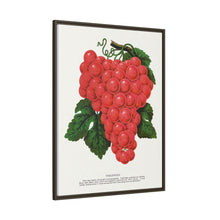 Vergennes grape lithograph. Digitally enhanced from our own original 1900 edition plates of Botanical Specimen published by Rochester Lithographing