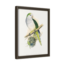 Quaker or Grey-breasted Parrakeet (Myiopsitta monachus) colored wood-engraved plate by Alexander Francis Lydon