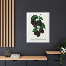 Lucretia Dewberry lithograph. Digitally enhanced from our own original 1900 edition plates of Botanical Specimen published by Rochester Lithographing