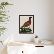 A horned Indian pheasant standing on the grass by J. Pass after J. E. Ihle.