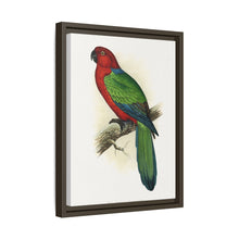 Red Shining Parrakeet (Prosopeia tabuensis) colored wood-engraved plate by Alexander Francis Lydon