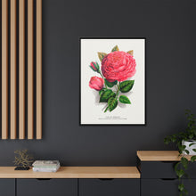 Pink rose, Anna De Diesbach lithograph. Digitally enhanced from our own original 1900 edition plates of Botanical Specimen published by Rochester Lithographing
