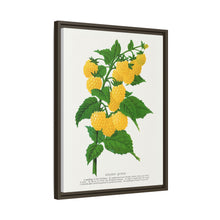 Golden queen raspberry lithograph. Digitally enhanced from our own original 1900 edition plates of Botanical Specimen published by Rochester Lithographing