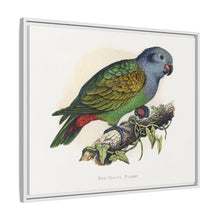 Red-Vented Parrot (Amazona martinicana) colored wood-engraved plate by Alexander Francis Lydon