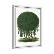 Kilmarnock Weeping Willow tree lithograph. Digitally enhanced from our own original 1900 edition plates of Botanical Specimen published by Rochester Lithographing