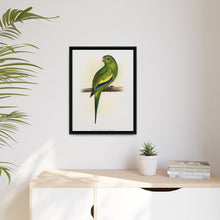 Canary-Winged Conure ( Brotogeris versicolurus) colored wood-engraved plate by Alexander Francis Lydon