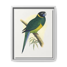 Bauer's Parrakeet (Barnardius zonarius) colored wood-engraved plate by Alexander Francis Lydon. - NOMADEN ART GALLERY