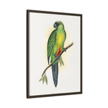 Masked Parrakeet (Prosopeia personata) colored wood-engraved plate by Alexander Francis Lydon