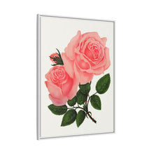 Pink Rose, La France Lithograph (1900)