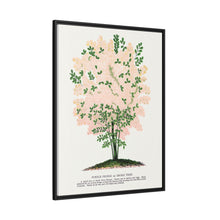Purple Fringe tree lithograph. Digitally enhanced from our own original 1900 edition plates of Botanical Specimen published by Rochester Lithographing