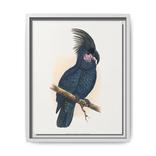 Great Black Cockatoo (Probosciger aterrimus) colored wood-engraved plate by Alexander Francis Lydon - NOMADEN ART GALLERY