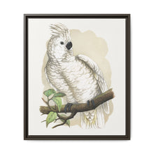 Great White-Crested Cockatoo (Cacatua alba) colored wood-engraved plate by Alexander Francis Lydon - NOMADEN ART GALLERY