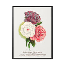Double Althea in 3 colors lithograph. Digitally enhanced from our own original 1900 edition plates of Botanical Specimen published by Rochester Lithographing - NOMADEN ART GALLERY