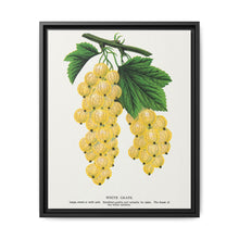 White grape lithograph. Digitally enhanced from our own original 1900 edition plates of Botanical Specimen published by Rochester Lithographing - NOMADEN ART GALLERY