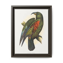Mountain Parrot (Nestor notabilis) colored wood-engraved plate by Alexander Francis Lydon - NOMADEN ART GALLERY