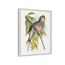 Bourke's Parrakeet (Neopsephotus bourkii) colored wood-engraved plate by Alexander Francis Lydon.