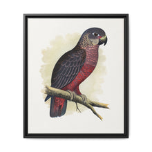 Dusky or Violet Parrot (Pionus fuscus) colored wood-engraved plate by Alexander Francis Lydon. - NOMADEN ART GALLERY