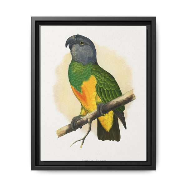 Senegal Parrot (Poicephalus senegalus) colored wood-engraved plate by Alexander Francis Lydon. - NOMADEN ART GALLERY