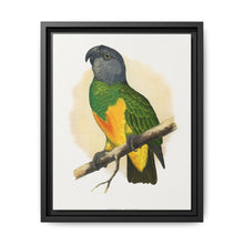 Senegal Parrot (Poicephalus senegalus) colored wood-engraved plate by Alexander Francis Lydon. - NOMADEN ART GALLERY