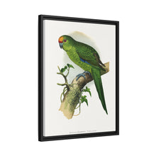Golden-Crowned Parrakeet (Cyanoramphus auriceps) colored wood-engraved plate by Alexander Francis Lydon