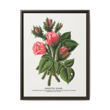 Pink roses, Crested Moss lithograph. Digitally enhanced from our own original 1900 edition plates of Botanical Specimen published by Rochester Lithographing - NOMADEN ART GALLERY