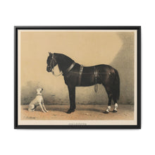 Orloffer (Orloff Horse) by Emil Volkers (1880) - An illustration of a black horse and a white dog - NOMADEN ART GALLERY