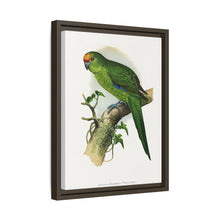 Golden-Crowned Parrakeet (Cyanoramphus auriceps) colored wood-engraved plate by Alexander Francis Lydon