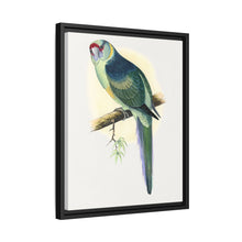 Barnard's Parrakeet (Barnardius barnardi) colored wood-engraved plate by Alexander Francis Lydon