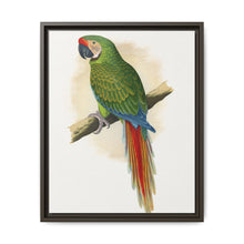 Military Macaw (Ara militaris) colored wood-engraved plate by Alexander Francis Lydon - NOMADEN ART GALLERY