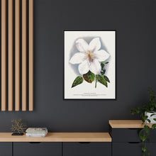 Clematis flower lithograph. Digitally enhanced from our own original 1900 edition plates of Botanical Specimen published by Rochester Lithographing