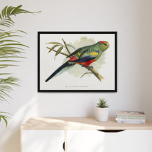 Many-Coloured Parrakeet (Psephotellus varius) colored wood-engraved plate by Alexander Francis Lydon