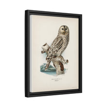Strix uralensis ♀ illustrated by the von Wright brothers from our own 1929 folio version of Svenska Fåglar Efter Naturen Och Pa Sten Ritade - NOMADEN ART GALLERY