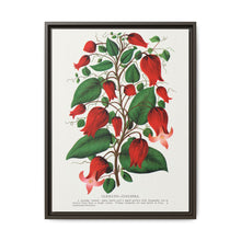 Prunus Triloba flower lithograph. Digitally enhanced from our own original 1900 edition plates of Botanical Specimen published by Rochester Lithographing - NOMADEN ART GALLERY