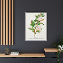 Spirea Aurea flowers lithograph. Digitally enhanced from our own original 1900 edition plates of Botanical Specimen published by Rochester Lithographing