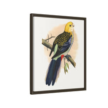 Pale-Headed or Mealy Rosella (Platycercus adscitus) colored wood-engraved plate by Alexander Francis Lydon.
