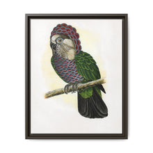 Hawk-Headed Parrot (Deroptyus accipitrinus) colored wood-engraved plate by Alexander Francis Lydon. - NOMADEN ART GALLERY