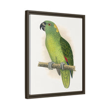 Lydon's Yellow-Naped Amazon | Vintage Parrot Wall Art Print