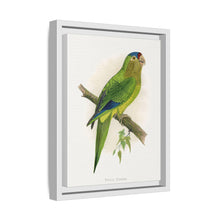 Petz's Conure (Aratinga canicularis) colored wood-engraved plate by Alexander Francis Lydon
