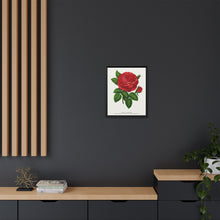 Red rose, General Jacquemont flower lithograph. Digitally enhanced from our own original 1900 edition plates of Botanical Specimen published by Rochester Lithographing
