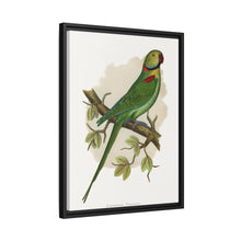 Alexandrine Parakeet (Psittacula eupatria) colored wood-engraved plate by Alexander Francis Lydon.