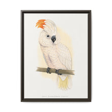 Great Salmon-Crested Cockatoo (CACATUA MOLUCCENSIS) colored wood-engraved plate by Alexander Francis Lydon. - NOMADEN ART GALLERY